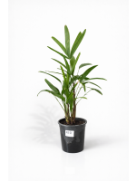 Raphis Excelsa 60-75cm